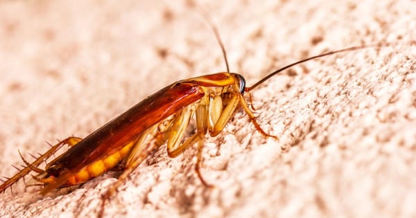 La cucaracha : petite ode (presque) affectueuse au cafard valencien