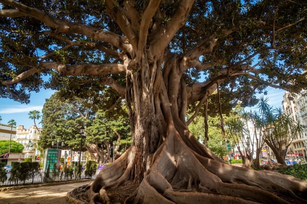 Arbres centenaires de Valence : ces ficus géants de la Glorieta et du Parterre